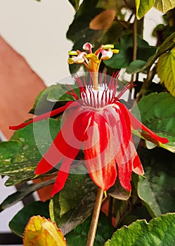 Passiflora vitifolia, the perfumed passionflower,